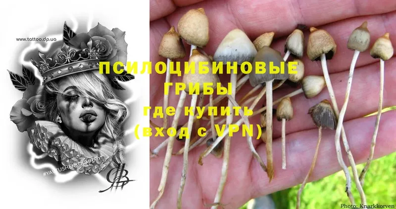 как найти наркотики  Муравленко  Галлюциногенные грибы Psilocybe 